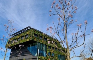 Afbeelding Anna Paulownaboom - Paulownia tomentosa
