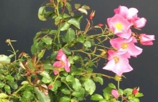 Afbeelding Heesterroos 'Fortuna' - Rosa 'Fortuna'
