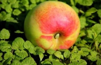 Afbeelding Appel 'Dubbele Bellefleur' - Malus domestica 'Dubbele Bellefleur'