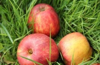 Afbeelding Appel 'Gravensteiner' - Malus domestica 'Gravensteiner'