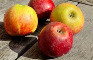 Afbeelding Appel 'Ingrid Marie' - Malus domestica 'Ingrid Marie'
