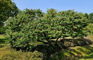 Afbeelding Fluweelboom 'Dissecta' - Rhus typhina 'Dissecta'