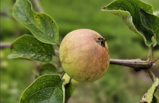 Afbeelding Appel 'Hermien van Eibergen' - Malus domestica 'Hermien van Eibergen'