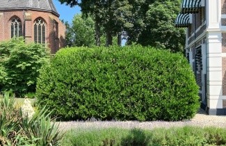 Afbeelding Laurierkers 'Otto Luyken' - Prunus laurocerasus 'Otto Luyken'