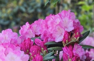 Afbeelding Rododendron - Rhododendron yakushimanum 'Polaris'