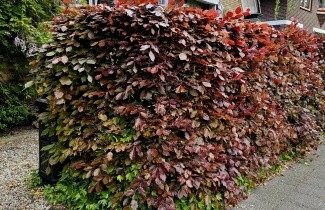 Afbeelding Rode Beuken voor hagen - Fagus sylvatica 'Atropunicea'
