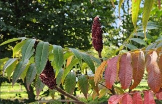 Afbeelding Fluweelboom - Rhus typhina