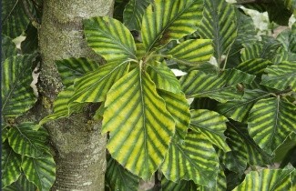 Afbeelding Gestreepte beuk - Fagus sylvatica 'Striata'