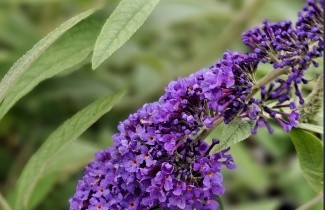 Afbeelding Vlinderstruik 'Adonis Blue' - Buddleja davidii 'Adonis Blue'