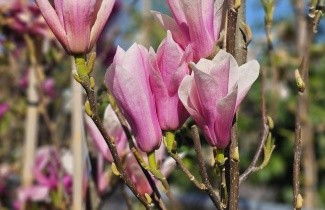 Afbeelding Magnolia 'Heaven Scent' - Magnolia 'Heaven Scent'