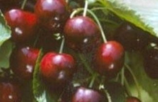 Afbeelding Kers 'Mierlose Zwart' - Prunus avium 'Mierlose Zwart'
