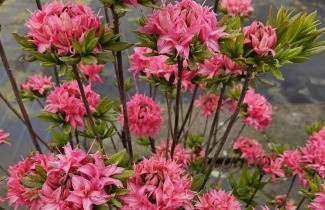 Afbeelding Azalea ''Homebush' - Rhododendron 'Homebush'