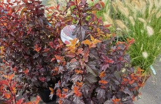 Afbeelding Blaasspiraea 'Little Angel' - vakbeplanting - Physocarpus opulifolius 'Little Angel'