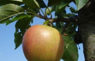 Afbeelding Appel "Rajka" - Malus domestica 'Rajka'