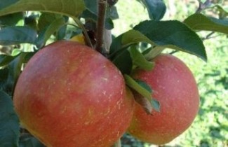 Afbeelding Appel "Rosanna" - Malus domestica 'Rosanna'