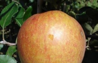 Afbeelding Appel 'Rubinstar' - Malus domestica 'Rubinstar'