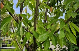 Afbeelding Kers "Sunburst" - Prunus avium 'Sunburst'