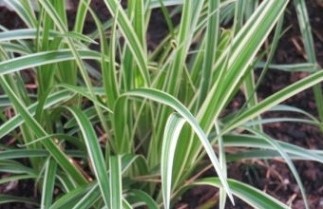 Afbeelding Japanse zegge 'Variegata' - Carex morrowii 'Variegata'