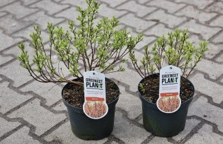 Afbeelding Wilde Gagel - Myrica gale