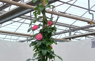Afbeelding Klimroos 'Rosanna' - Rosa 'Rosanna'