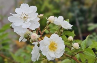Afbeelding Roos 'Guirlande d'Amour ' - Rosa 'Guirlande d'Amour'