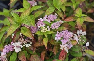 Afbeelding Hortensia - Hydrangea serrata 'Bluebird'