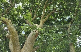 Afbeelding Japanse Zelkova - Zelkova serrata