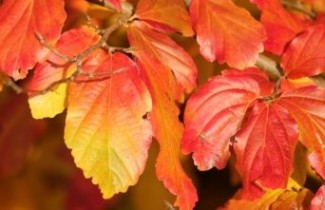 Afbeelding Perzisch IJzerhout, tuinbonsai - Parrotia persica 'Vanessa'