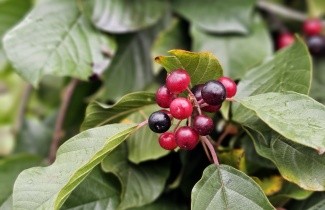 Afbeelding Sporkehout - Frangula alnus