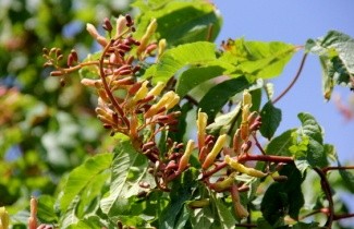 Afbeelding Kastanje - Aesculus pavia var. discolor
