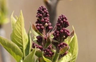 Afbeelding Gewone sering - vakbeplanting - Syringa vulgaris