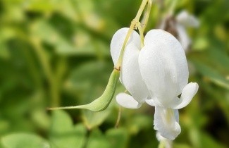 Afbeelding Gebroken hartje 'Alba' - Dicentra spectabilis 'Alba'