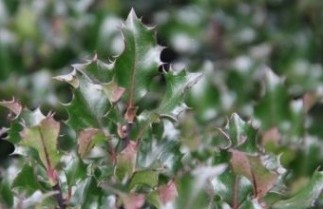Afbeelding Blauwe hulst - Ilex meserveae 'Blue Angel'