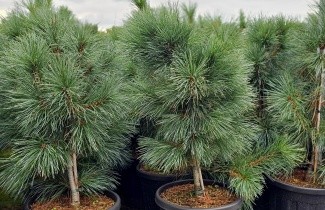 Afbeelding Westerse witte den - Pinus monticola 'Ammerland'