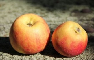 Afbeelding Appel 'Croquella Delgrina' - Malus domestica 'Croquella Delgrina'