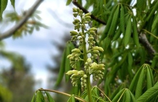 Afbeelding Gele pavia - Aesculus flava