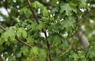 Afbeelding Veldesdoorn 'Elsrijk' - Acer campestre 'Elsrijk'