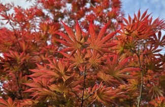 Afbeelding Japanse Esdoorn 'Trompenburg' - Acer palmatum 'Trompenburg'