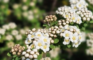 Afbeelding Spierstruik 'Snowmound' - vakbeplanting - Spiraea nipponica 'Snowmound'