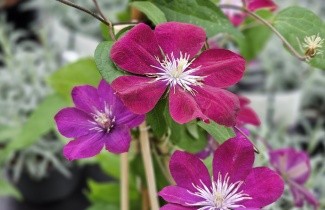 Afbeelding Bosrank 'Rouge Cardinal' - Clematis 'Rouge Cardinal'
