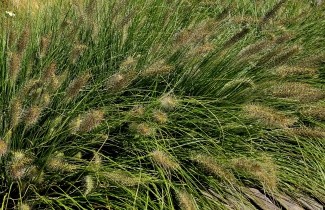 Afbeelding Lampenpoetsersgras - Pennisetum alopecuroid. 'Hameln'