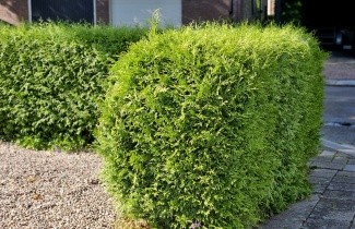 Afbeelding Westerse Levensboom - Thuja occidentalis 'Brabant'