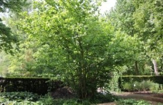 Afbeelding Gewone Hazelaar - Corylus avellana