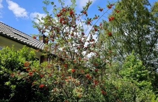 Afbeelding Lijsterbes - Sorbus aucuparia