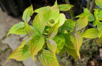 Afbeelding Koreaanse Sneeuwbal 'Aurora' - Viburnum carlesii 'Aurora'