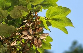 Afbeelding Gewone Esdoorn - Acer pseudoplatanus