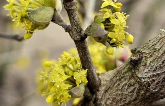 Afbeelding Gele kornoelje - Cornus mas