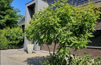Afbeelding Chinese Vernisboom - Koelreuteria paniculata
