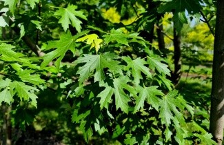 Afbeelding Zilveresdoorn - Acer saccharinum