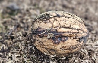 Afbeelding Walnoot 'Plovdivski' - Juglans regia 'Plovdivski'